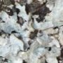 des lichens sur un tronc de prunus
